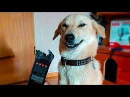 Funniest Dogs And Cats Try Not To Laugh Funny Pet Animals Life Youtube Schnauzers Funny Funny Dog Memes Cute Puppy Videos