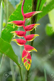 Hanging Heliconia Flower Tree Best Flower Wallpaper