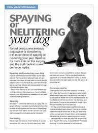 Spaying Or Neutering Your Dog Pets Pethealth Petsafety Neutering Dogs Animal Hospital Dog Wellness