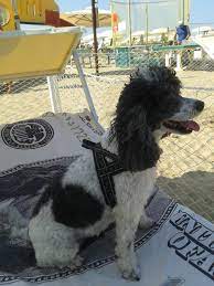 Bagno Lido 72 Bellaria Igea Marina Italy Top Tips Before You Go Tripadvisor Trip Advisor Lido Emilia Romagna