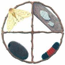 Pin On Woolly Worm Festival