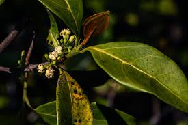 Image result for Pyrostria