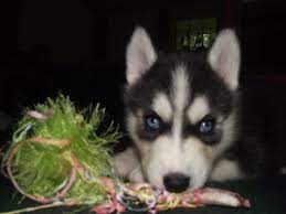 We did not find results for: Available Puppies For Sale Tennessee Midsouth Puppies