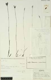 Image result for Platycoryne