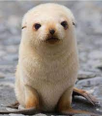 Baby Sea Lion Cute Baby Animals Baby Sea Lion Cute Animals