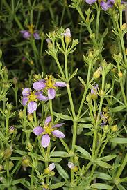 Image result for Fagonia