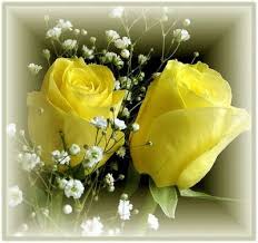 Beautiful Single Roses Rose Roses Pics Beautiful Yellow Rose Images And Stills Rare Yellow Roses Friendship Rose Yellow Roses Flowers