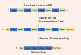 It is not a vaccine! Protein Biosynthesis Wikipedia