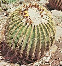 A barrel is one of several units of volume applied in various contexts; Cactus Kids Britannica Kids Homework Help