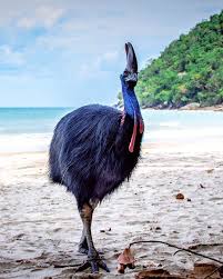 A Living Dinosaur A Beautiful Cassowary Posing On The Coasts Of Northern Australia Animals Nature P In 2020 Nature Photography Animals Cassowary Animals Beautiful