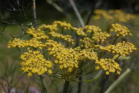 Image result for Foeniculum vulgare
