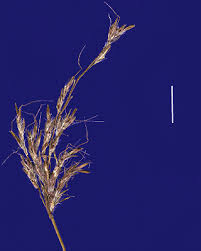 Image result for Bothriochloa bladhii