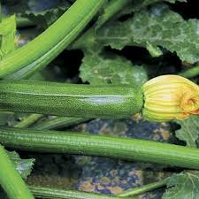 Plant seeds an inch deep, 4 to 5 seeds per hill. Partenon Hybrid Squash Seeds