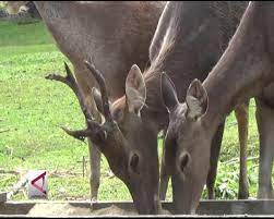 Berisi contoh surat permohonan kerja, permohonan bantuan dana kegiatan, permohonan izin, dinas, kerjasama, beasiswa, permohonan maaf, dsb. Palangka Raya Kembangangkan Budi Daya Rusa