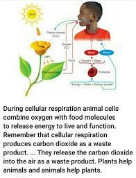These reactions can be catabolic or anabolic. What Do Animals And Plants Produce In Cellular Respiration Brainly In