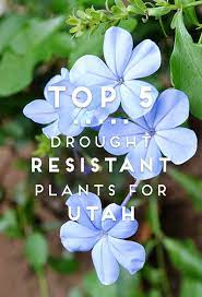 Check spelling or type a new query. Ask An Expert Top 5 Drought Tolerant Plants Live Well Utah