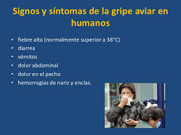Se transmite a los seres humanos. Gripe Aviar