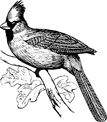 Search through 623,989 free printable colorings at getcolorings. Bird Coloring Pages Papapishu Cardinal Bird Bpng Printable Coloring4free Coloring4free Com