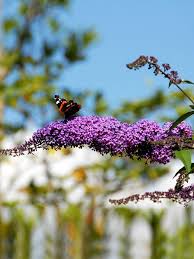 We did not find results for: Ein Garten Fur Schmetterlinge Gardomat Die Gartenideenmacher
