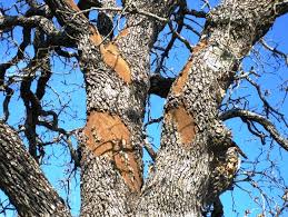 Officials Seek Public S Help To Prevent Oak Wilt Disease Wgvu