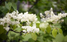 Does your answer for best dwarf flowering ornamental trees come with coupons or any offers? The Best Small Trees Better Homes Gardens