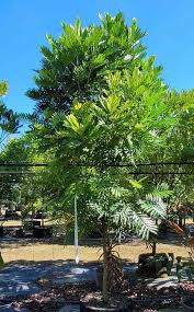 Image result for Filicium decipiens