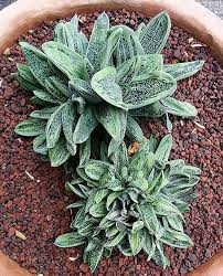 San jose cactus & succulent society show & sale peterson middle school, 1380 rosalia ave, sunny vale, ca 10:00 a.m. Succulent Plant Information Gasteria Cv Warthog Planting Succulents Succulents Plants