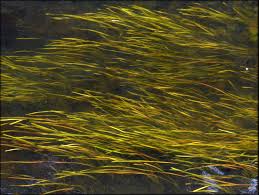 Image result for Vallisneria spiralis