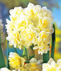 Zomer Narcis Erlicheer Narcissen Bij Baldur Narcissen Narcis Lelies