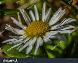 Young Color Daisy Bloom Sunny Hot Stock Photo 1396117913 | Shutterstock