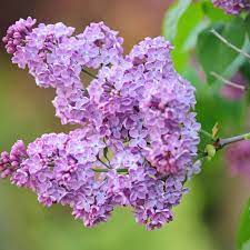 Many shrubs that grow in shade are poisonous, including: Lilac Bush Plant Care Growing Guide
