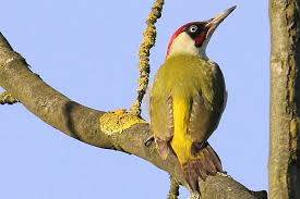 Warum Ist Der Grunspecht Vogel Des Jahres 2014 Nabu