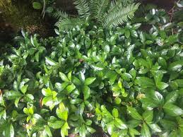 Image result for Ardisia