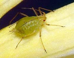 Aphididae Wikipedia La Enciclopedia Libre