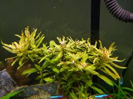 Image result for Nesaea aspera