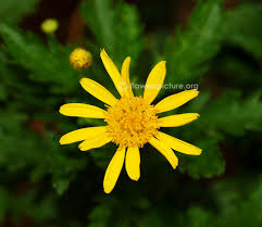 Image result for Euryops chrysanthemoides