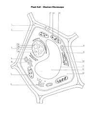 Plant Cell Electron Microscope Worksheet Cell Diagram Plant Cell Cells Worksheet
