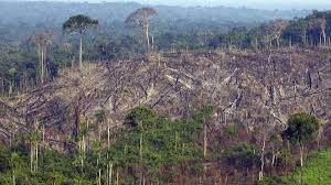 Salut.as dori sa ma apuc de strans diferite doze de bere, suc etc si la de dau la reciclat.cat costa 1, 5, 10,15,100 de kilograme de doze in 2021 si unde le pot duce la reciclat in bucuresti? O PlantÄƒ Pe Cale De DispariÅ£ie In Europa DistrusÄƒ Din Cauza DefrisÄƒrilor Ilegale In Romania Quot Acum Mai Sunt Doar Patru Exemplare Quot