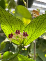 Image result for Ochna polyneura
