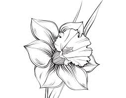 Pin By Josh Flowers On Drawings In 2020 Daffodil Tattoo Narcissus Flower Tattoos Narcissus Tattoo