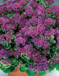 Proven Winners Brings A New Vegetative Line Of Ageratum These Strong Performing Ageratums Have A Great Growth Habit Plants Deer Resistant Garden Purple Plants