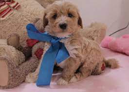 Buy Cheap Goldendoodle Puppies For Sale Near Me Goldendoodle Puppy For Sale Goldendoodle Puppy Puppies For Sale