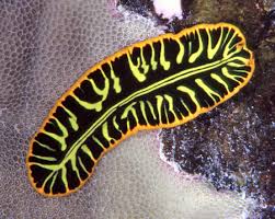 Image result for Pseudobromus engleri