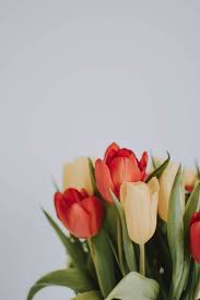 Maybe it's the delicate beauty people are most drawn to, or their symbolical meaning. 60 000 Best Flowers Photos 100 Free Download Pexels Stock Photos