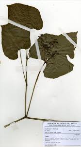 Image result for Cissus petiolata