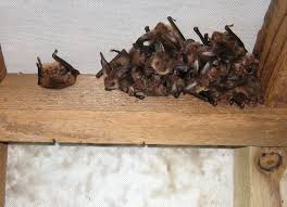 The average cost for pest control is $250. Bat Control Bat Proofing Bat Removal Service Master Durban