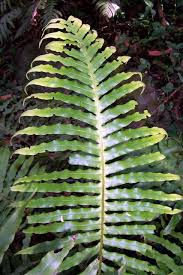 Image result for Blechnum