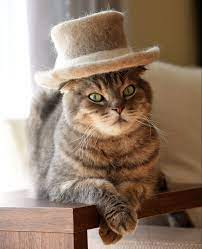This Cat With A Hat Aww