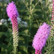 Maybe you would like to learn more about one of these? Liatris University Of Florida Institute Of Food And Agricultural Sciences
