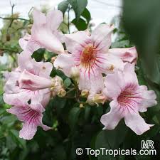 Image result for Podranea